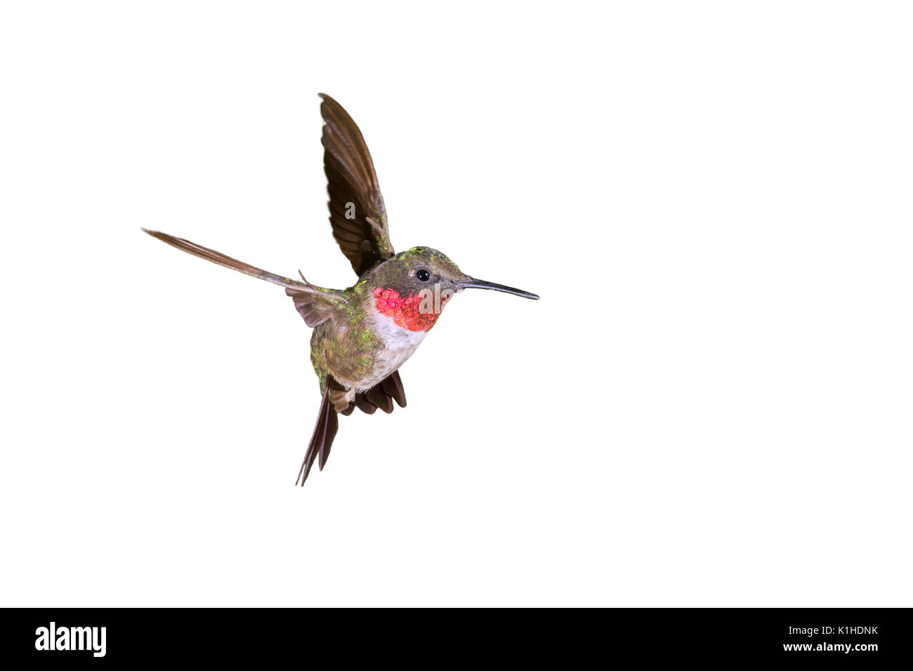Männliche Ruby-throated hummingbird fliegen (auf weißem Hintergrund). Stockfoto