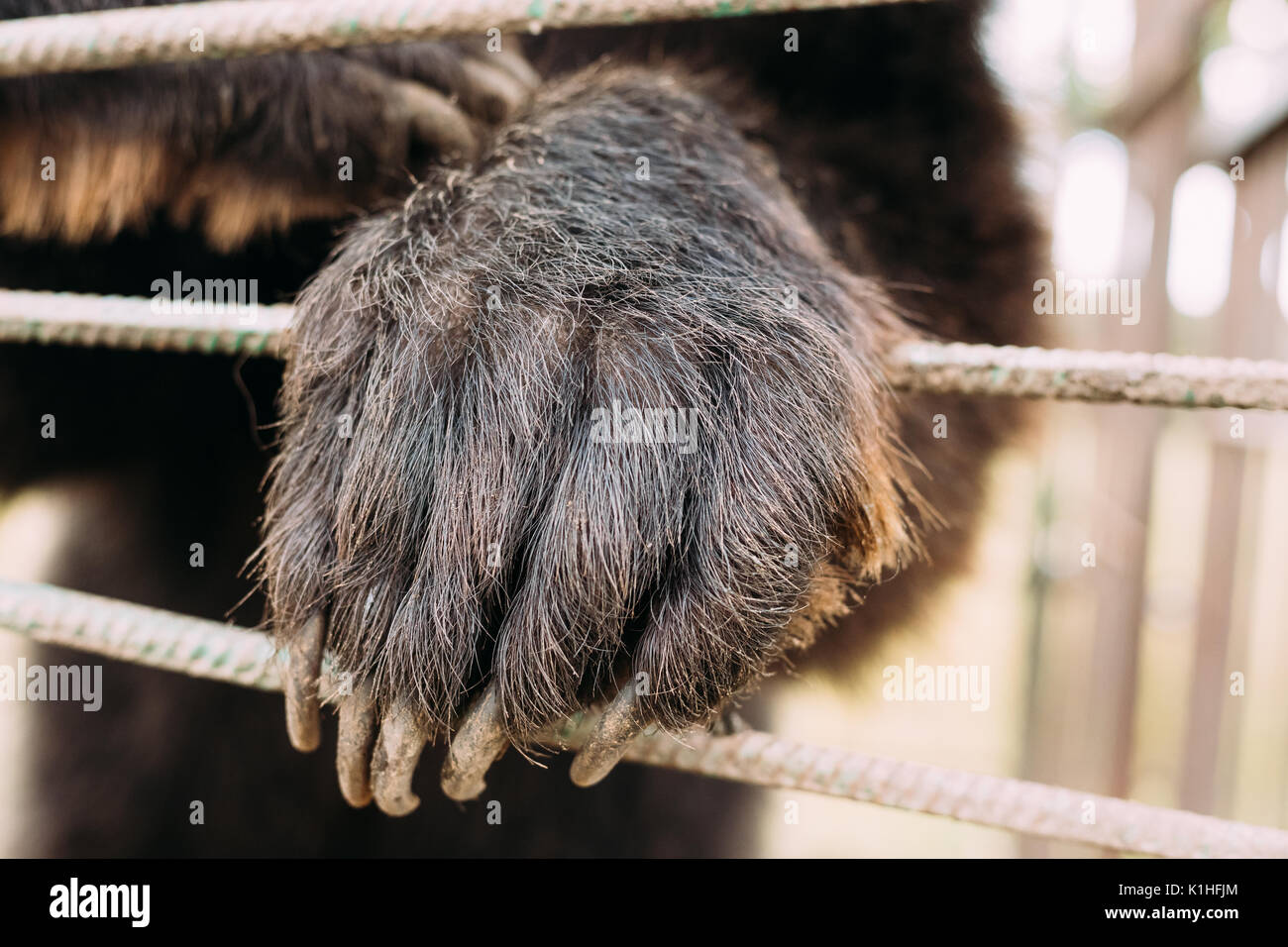 Paw der Europäischen eurasischen Braun russischen Bären Ursus arctos Arctos im Käfig der Zoo. Stockfoto
