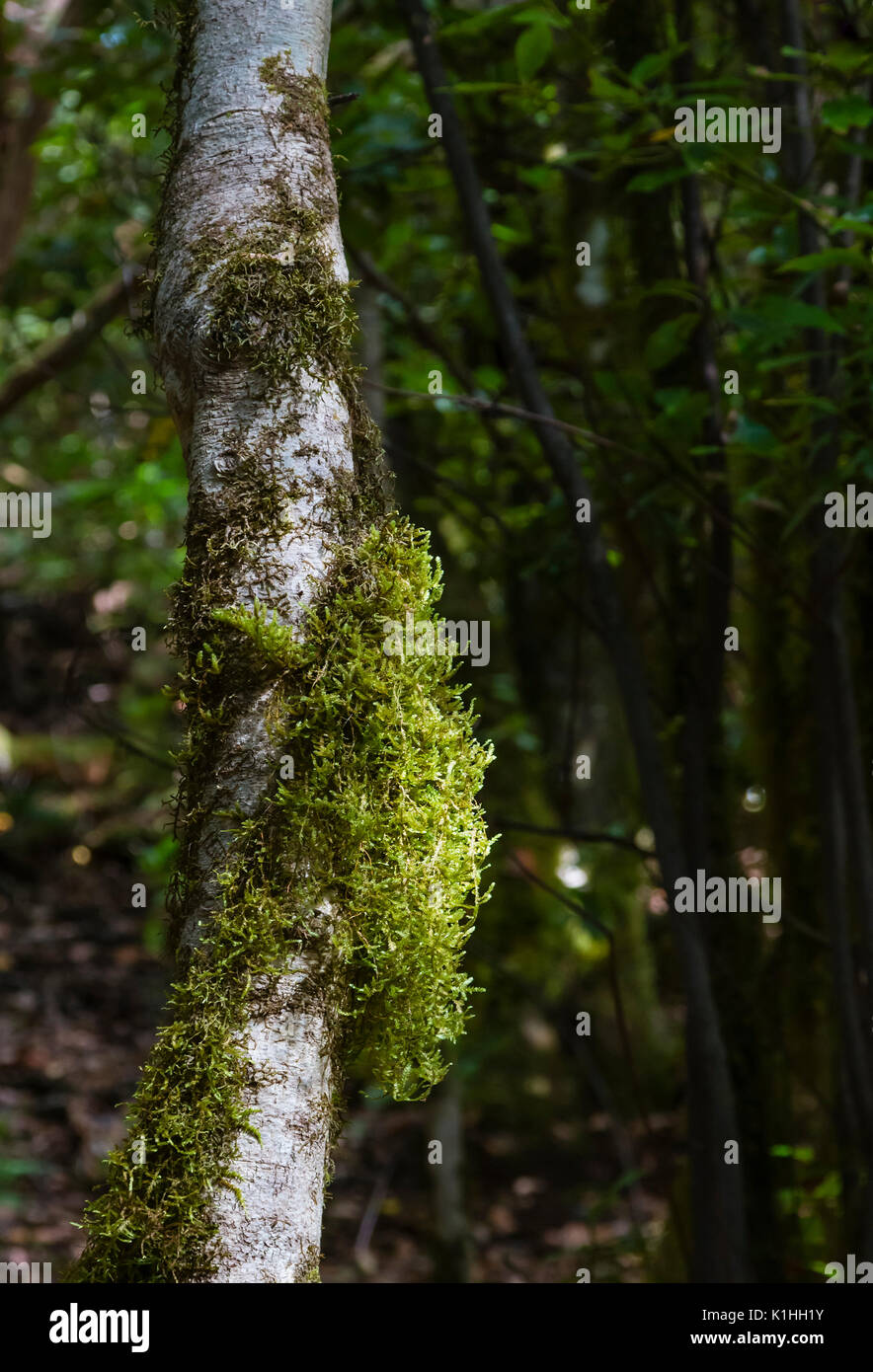 Moos auf einem Baum in einem Wald von Laural in das Anaga-Gebirge auf Teneriffa, Spanien. Stockfoto