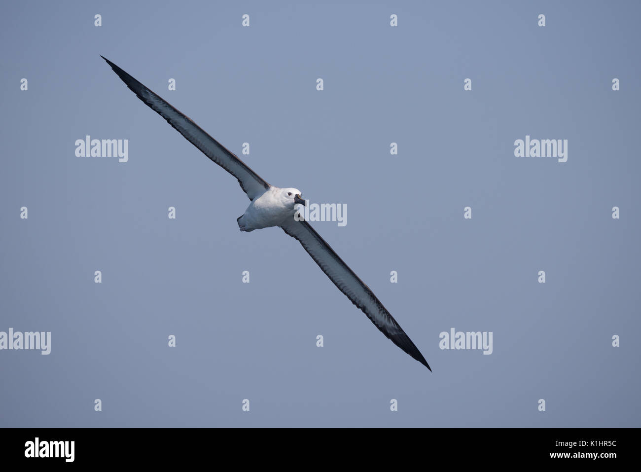 Atlantic Gelb - gerochen Albatross (Thalassarche chlororhynchos) aus SE Brasilien Stockfoto