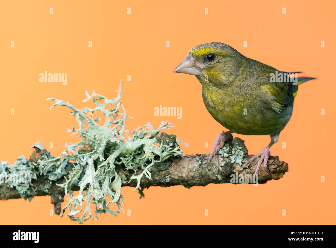 Horizontale Foto der männlichen Grünfink Songbird. Vogel ist auf hölzernen Zweig mit groß grau/grün Islandmoos thront. Vogel ist grün/gelbe Farbe und starke b Stockfoto