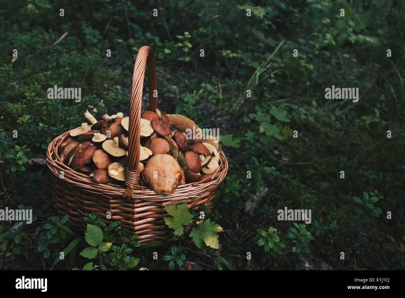 Pilze im Wald Stockfoto