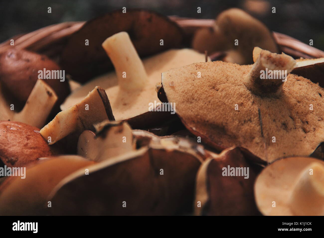 Pilze im Wald Stockfoto