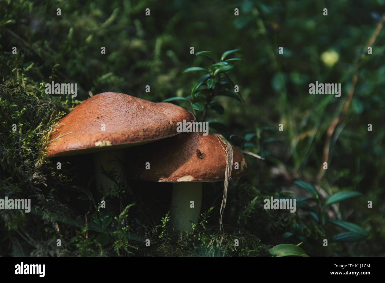 Pilze im Wald Stockfoto