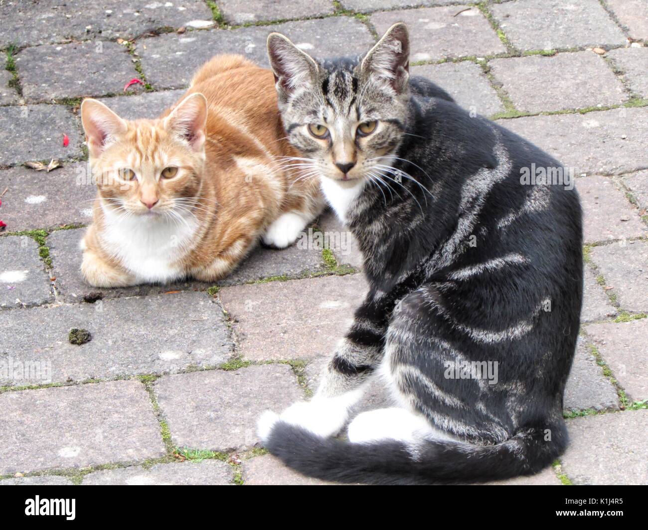 Tabby und Ginger Kitten - 6 Monate alt. Stockfoto