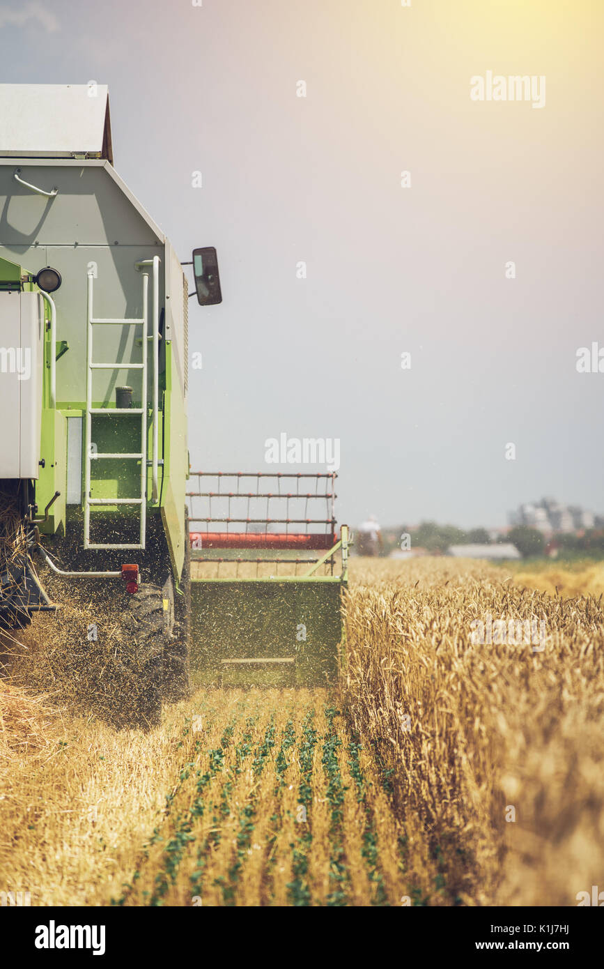 Feldhäcksler Maschine kombinieren die Ernte reif Weizen ernten in landwirtschaftlich genutzte Gebiet, selektiver Fokus Stockfoto