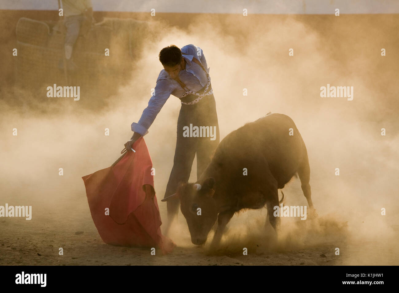 Spanische Torero kämpft eine junge Kuh einen Sommer Abend in einem tentadero Stockfoto