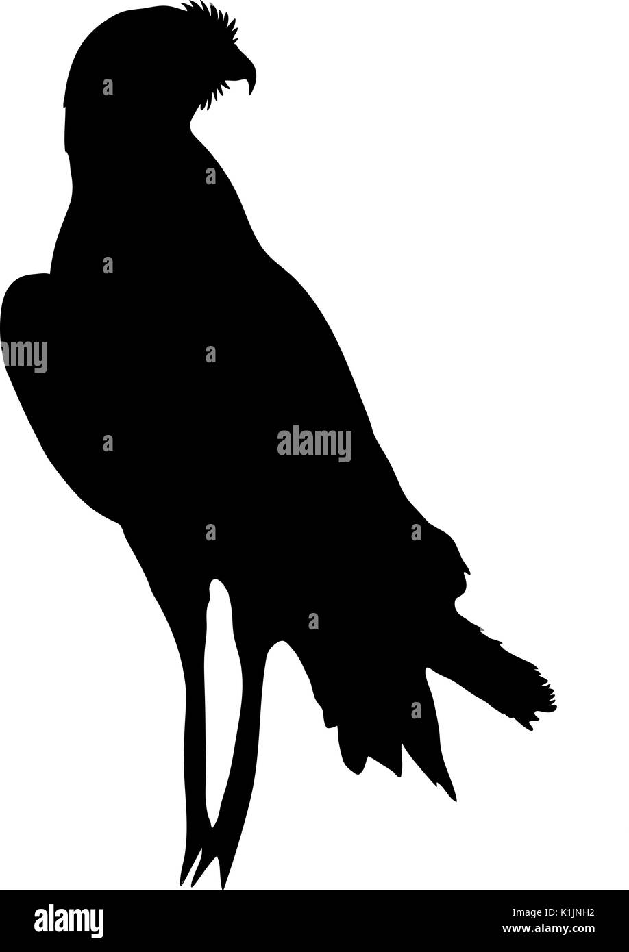 Blick auf die Silhouette eines Chanting goshawk Stock Vektor