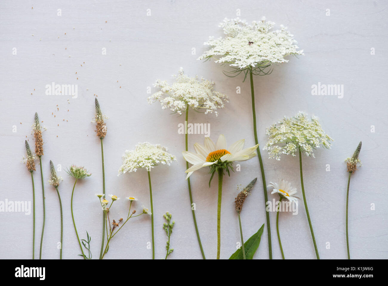 Wildflower Array Stockfoto