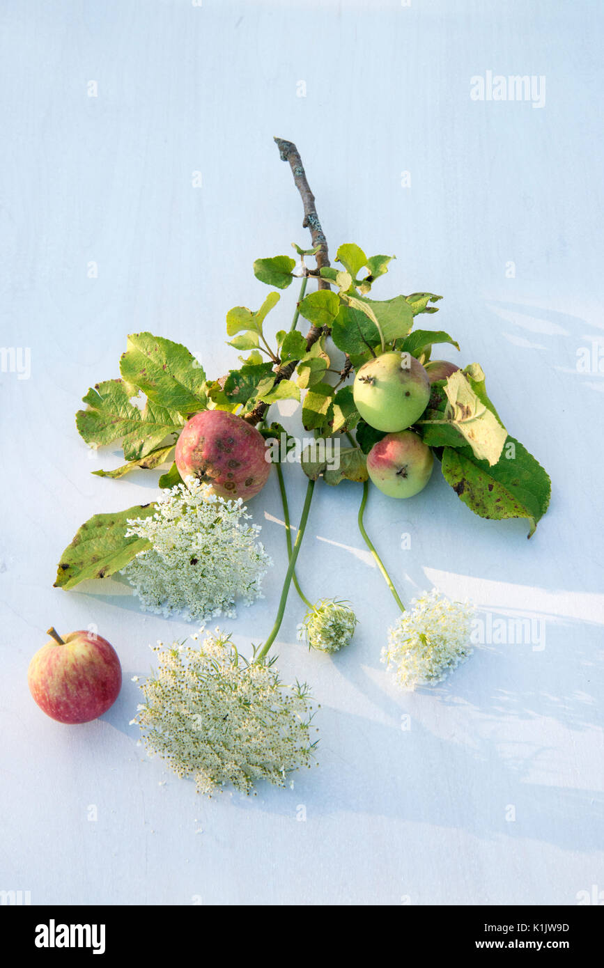 Wildflower Blumenstrauß mit Äpfel Stockfoto