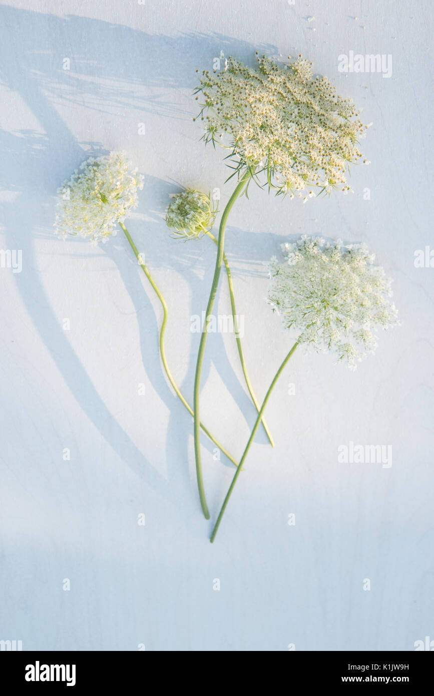 Queen Anne's Lace still life Stockfoto