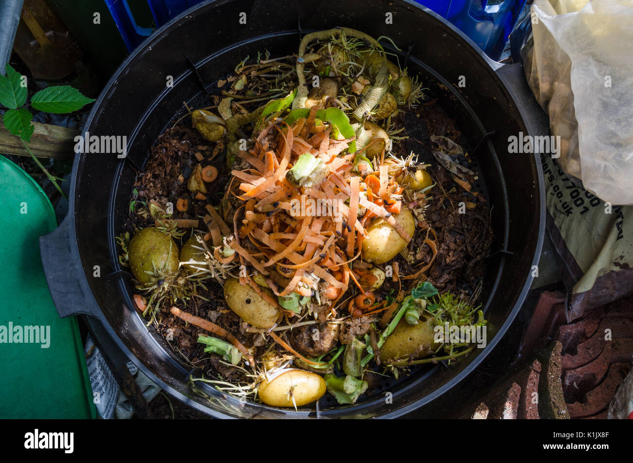 Verrottendem Gemüse in einem Wormery. Stockfoto