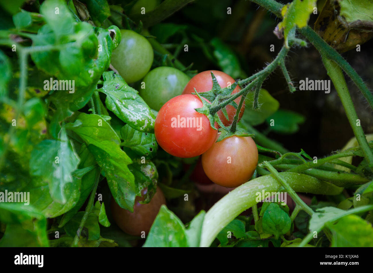 Tomaten reifen auf der Rebe. Stockfoto