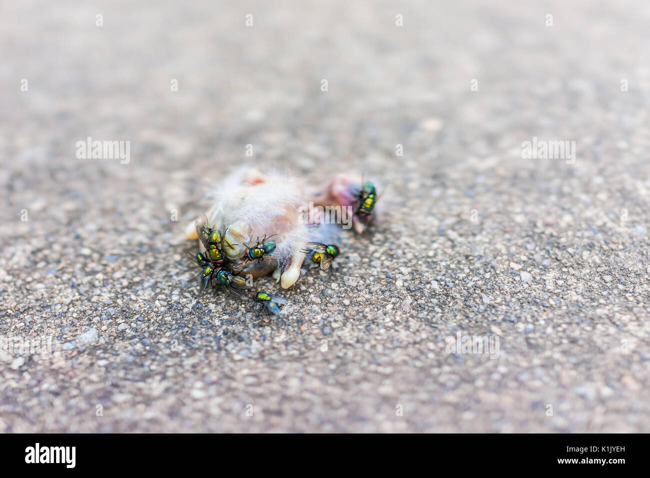 Makro Nahaufnahme des toten Baby sparrow vogel küken Zerlegen mit grünen Fliegen und Ameisen essen Stockfoto
