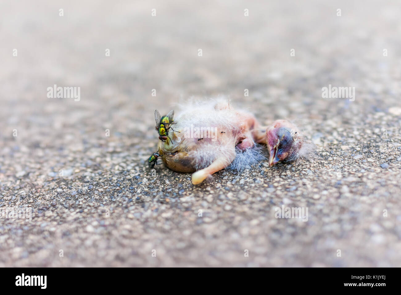 Makro Nahaufnahme des toten Baby sparrow vogel küken Zerlegen mit grünen Fliegen und Ameisen essen Stockfoto