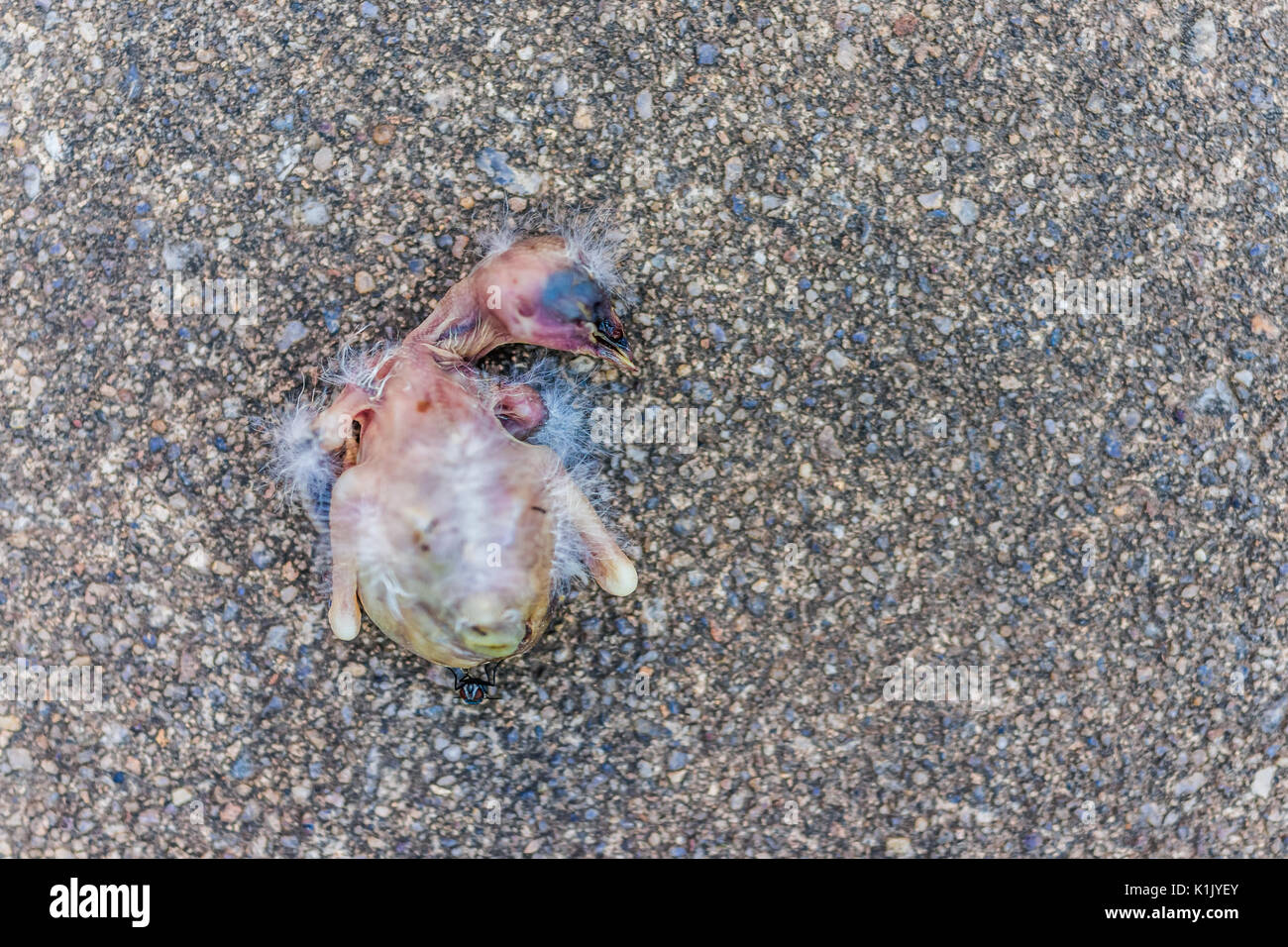 Makro Nahaufnahme des toten Baby sparrow vogel küken Zerlegen mit grünen Fliegen und Ameisen essen Stockfoto