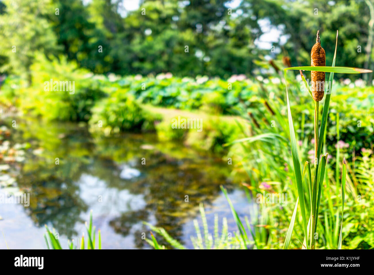 Teich und Rohrkolben im Sommer in Kenilworth Aquatic Park und Gärten