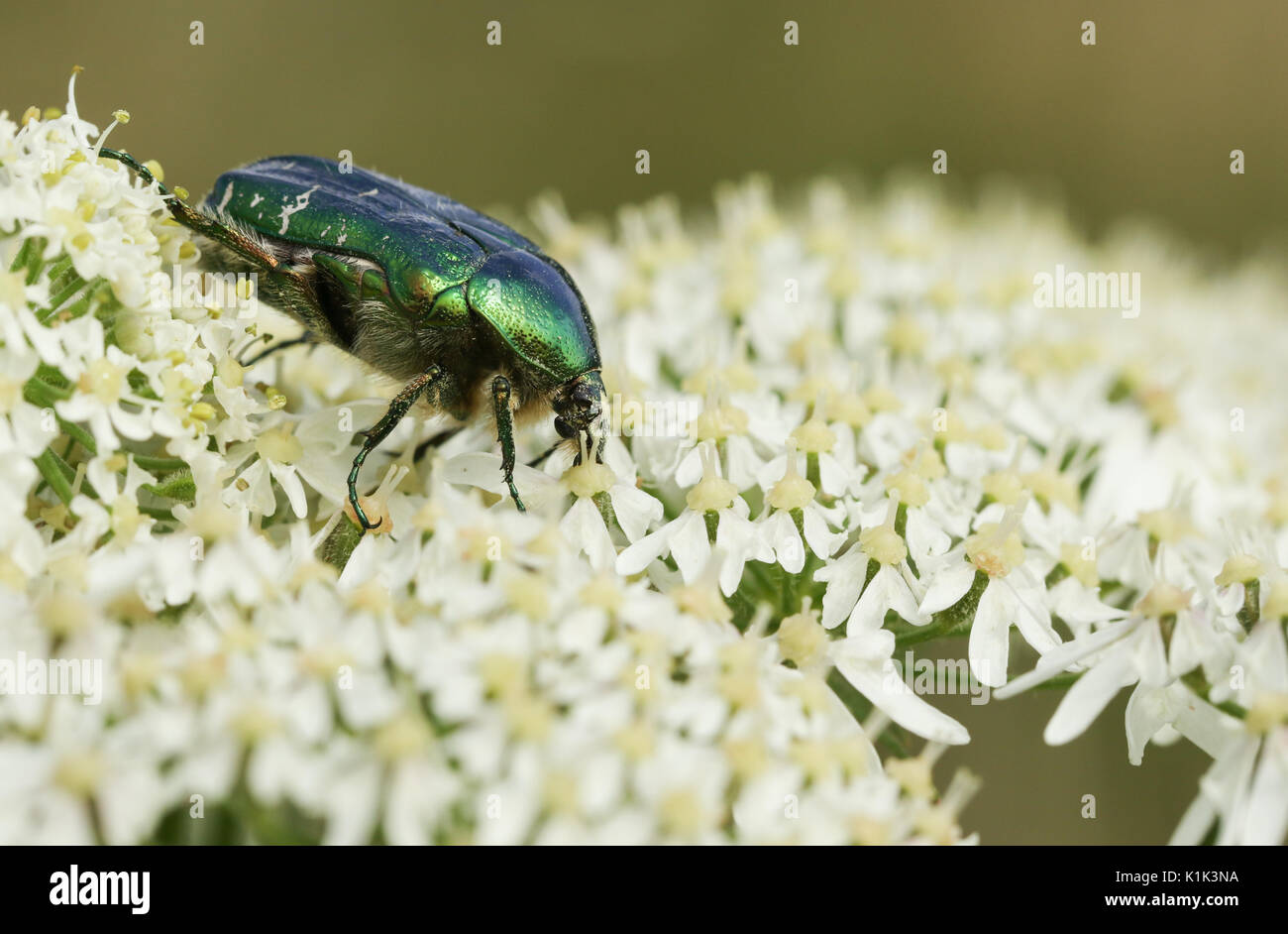Eine hübsche Rose Käfer oder die Grüne rose Käfer Käfer (Cetonia aurata) nectaring auf einer Blume. Stockfoto