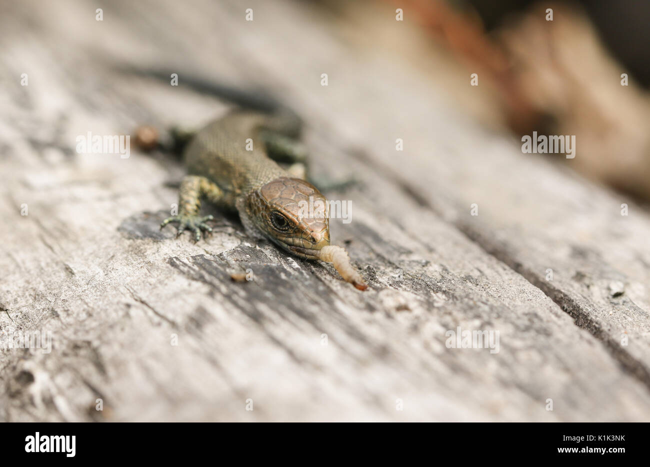 Ein niedliches Baby gemeinsame Eidechsen (Lacerta Zootoca Vivipara) Essen ein Insekt auf einem anmelden. Stockfoto