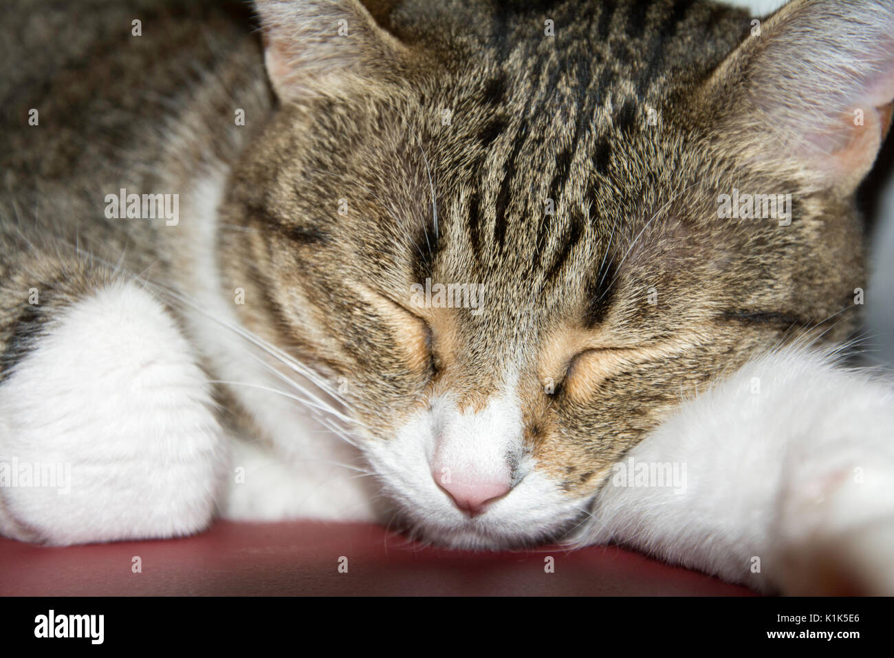 Faul Sleepy Cat Stockfoto