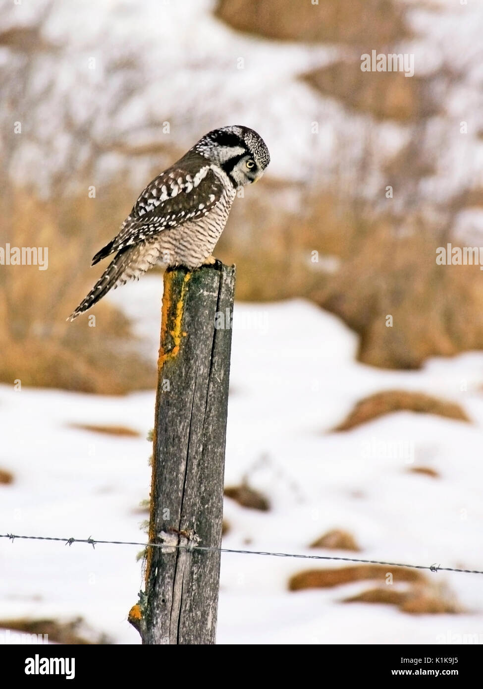 Hawk Owl sitzen auf zaunpfosten im Winter, Jagd Stockfoto