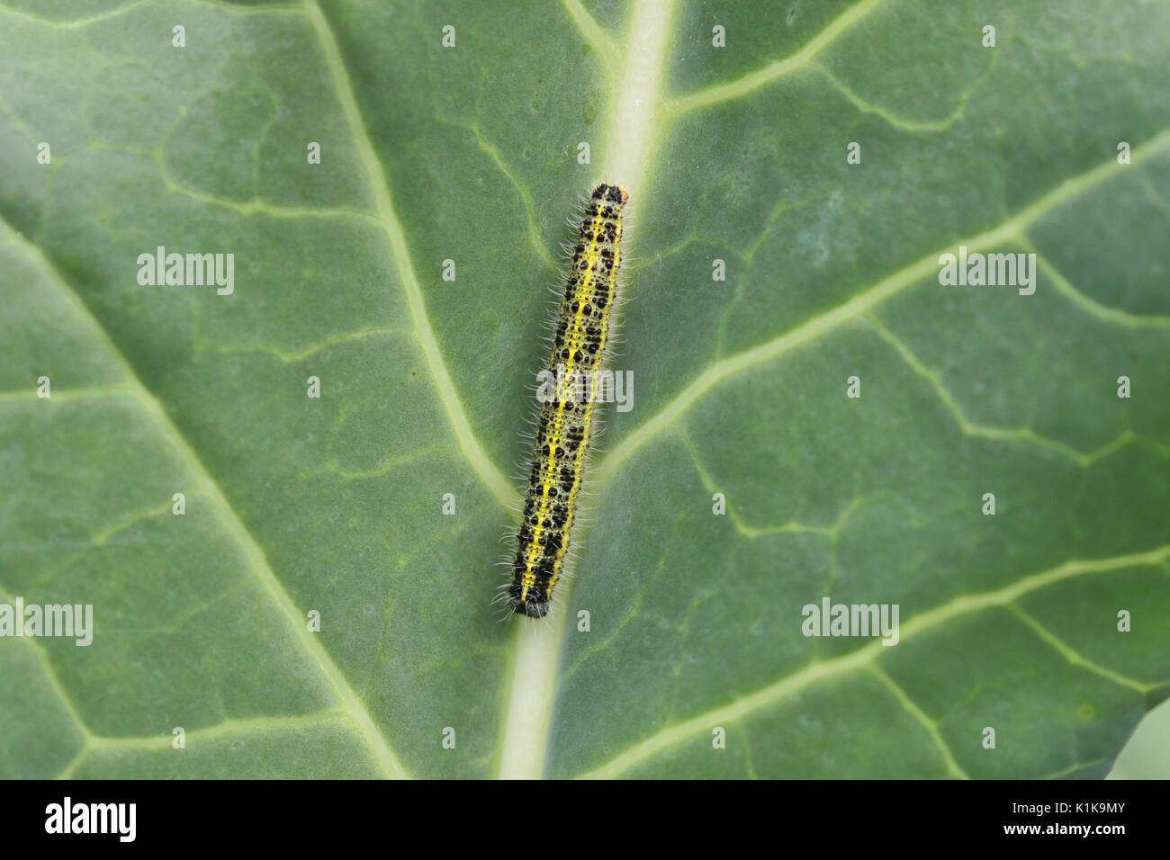Caterpillar auf kohlblatt Stockfoto