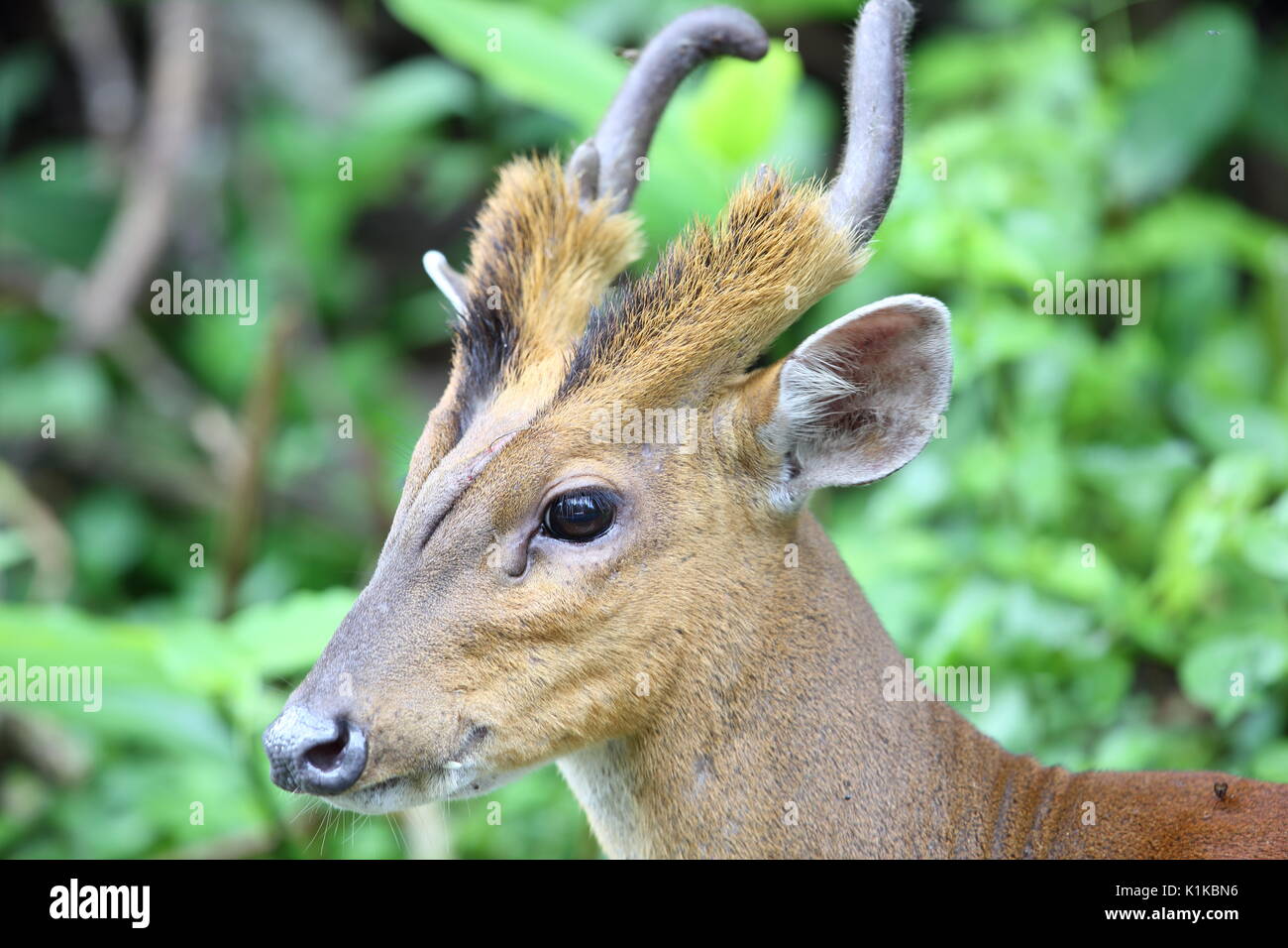 Indische muntjac oder bellende Rehe (Muntiacus muntjak) in den Khao Yai Nationalpark, Thailand Stockfoto