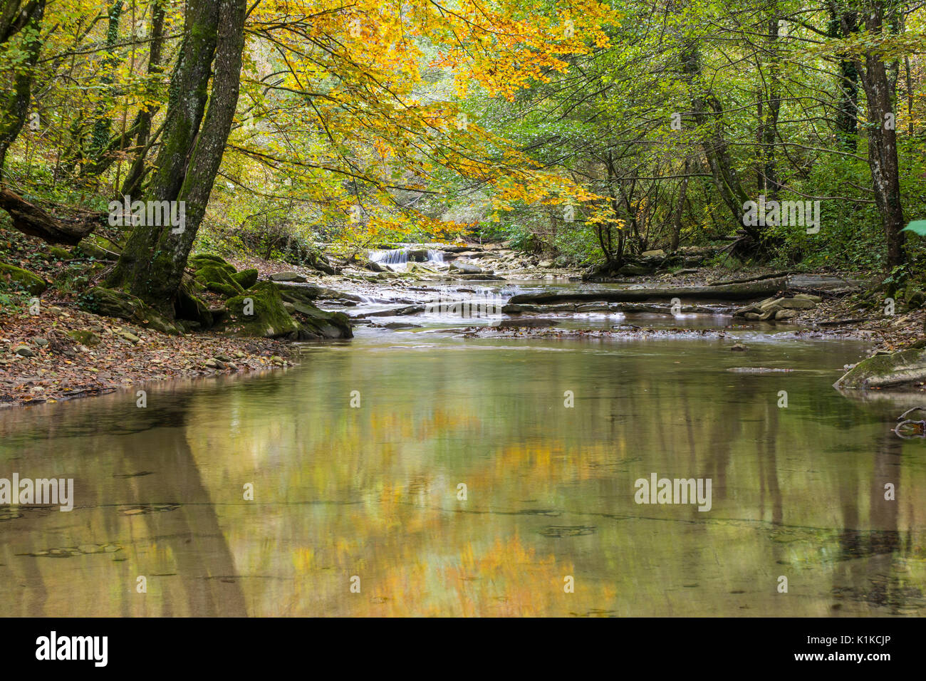 Ein Fluss fließt friedlich unter gelben Bäume im Wald im Herbst Stockfoto