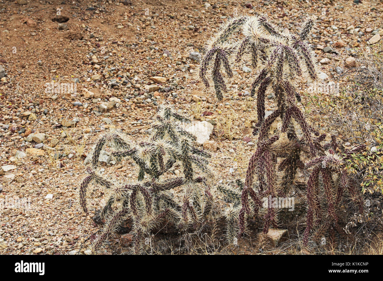 Cactus bekannt als cane Cholla, Spazierstock cholla, oder Der chainlink Kaktus, mit einer felsigen Kopie Raum Hintergrund im Saguaro National Park, Tucson, eine Stockfoto