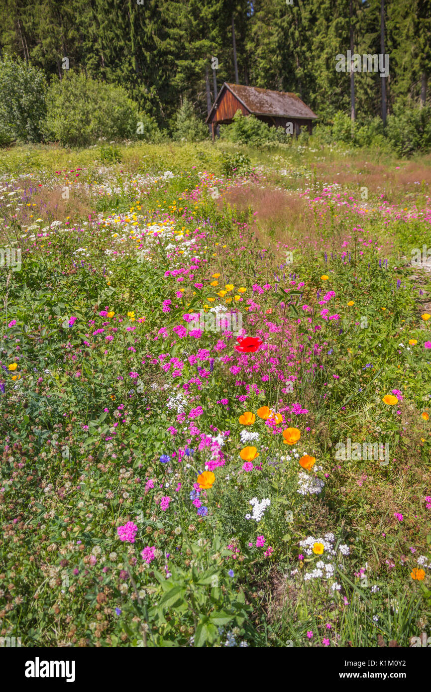 Eine Fülle von Farben: Pink, Orange, Gelb, Weiß und Rot Wildblumen und einer Holzhütte, in der Nähe von Titisee im Schwarzwald. Stockfoto