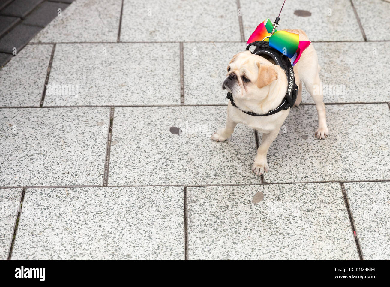 Ein Mops Hund trägt ein Regenbogen Schleife für Pride 2017 in Cardiff, Wales Stockfoto