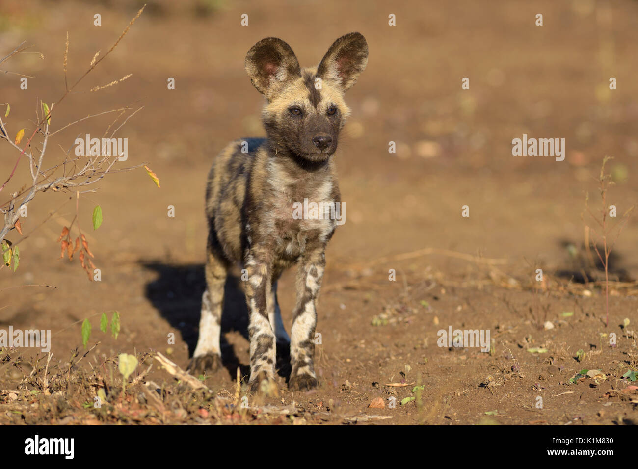 Afrikanischer Wildhund (Lycaon pictus), Welpe, Zimanga Game Reserve, KwaZulu-Natal, Südafrika Stockfoto