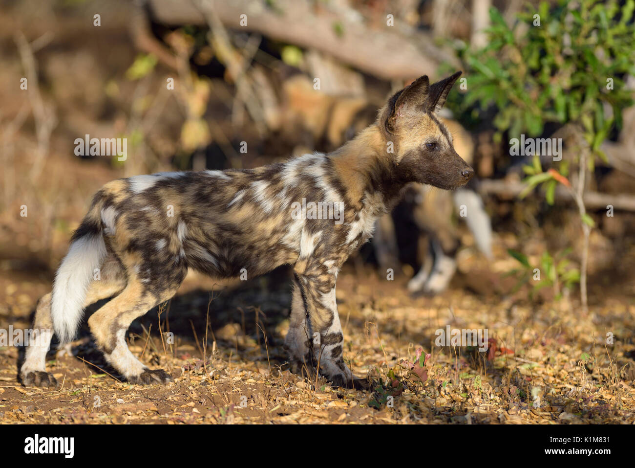 Afrikanischer Wildhund (Lycaon pictus), Welpe, Zimanga Game Reserve, KwaZulu-Natal, Südafrika Stockfoto