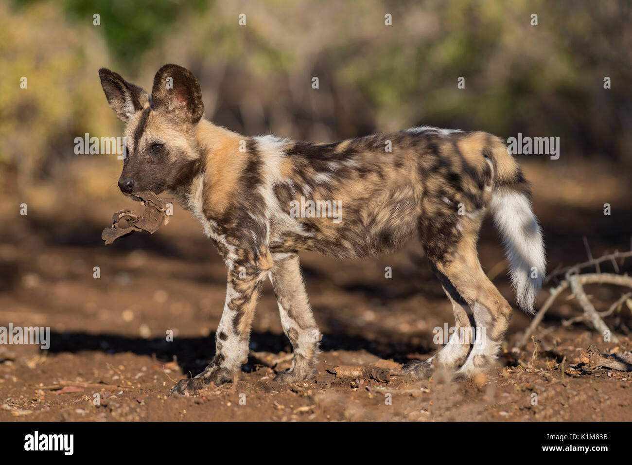 Afrikanischer Wildhund (Lycaon pictus), Welpe mit Rinde in seinen Mund, Zimanga Game Reserve, Kwa Zulu Natal, Südafrika Stockfoto