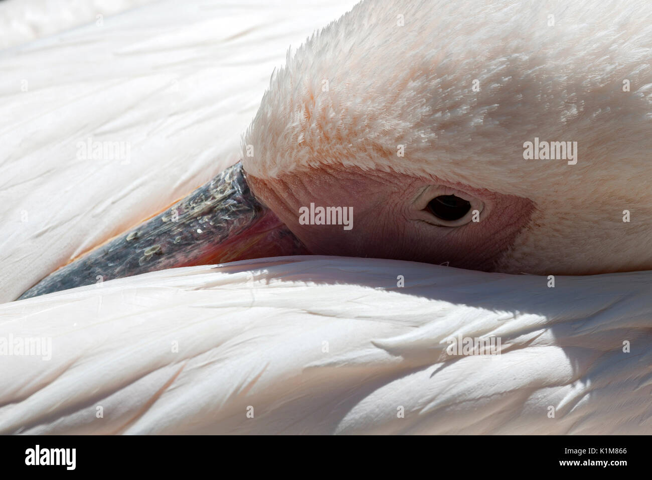 Great White Pelican (Pelecanus onocrotalus), klemmt Kopf zwischen Federn, Detail, Captive, Deutschland Stockfoto