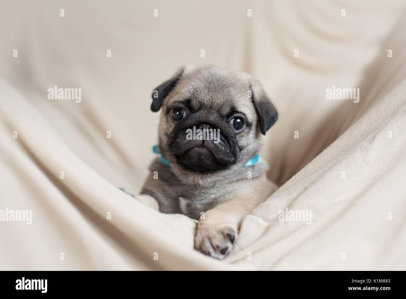 Süße Mops Welpen sitzen auf empfindlichen Material. Mops Welpen haben niedliche Augen und Pfoten. Stockfoto