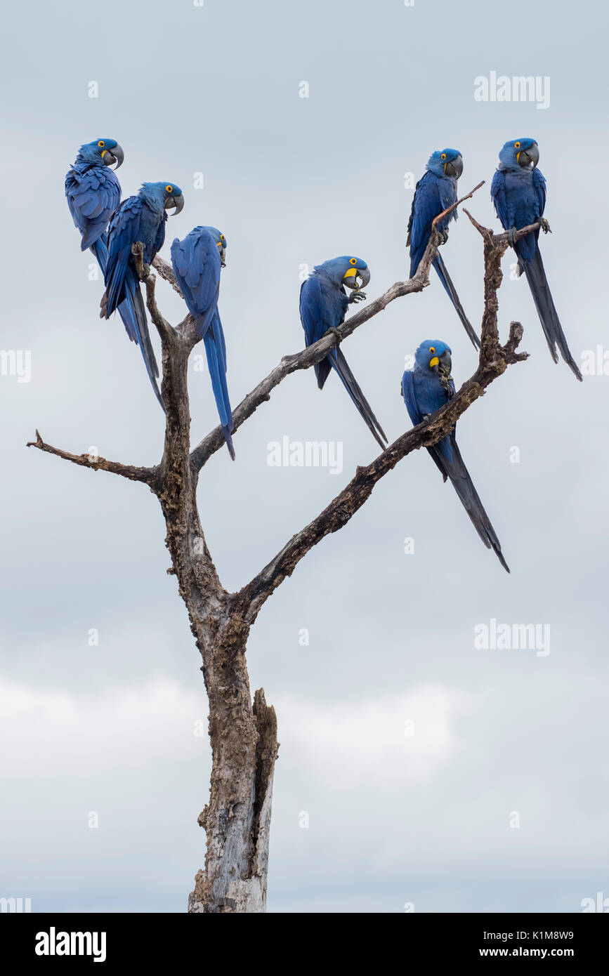 Hyazinthara (Anodorhynchus hyacinthinus), Papagei, Pantanal, Mato Grosso do Sul, Brasilien Stockfoto