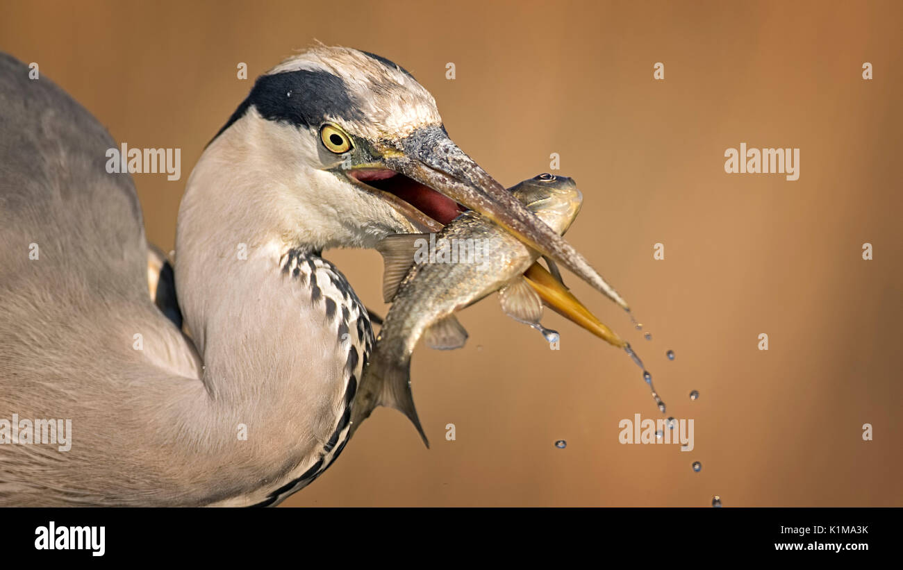 Graureiher (Ardea cinerea), auf der Suche nach der Nahrung sind, mit Fisch als Beute, Porträt, Nationalpark Kiskunság, Ungarn Stockfoto