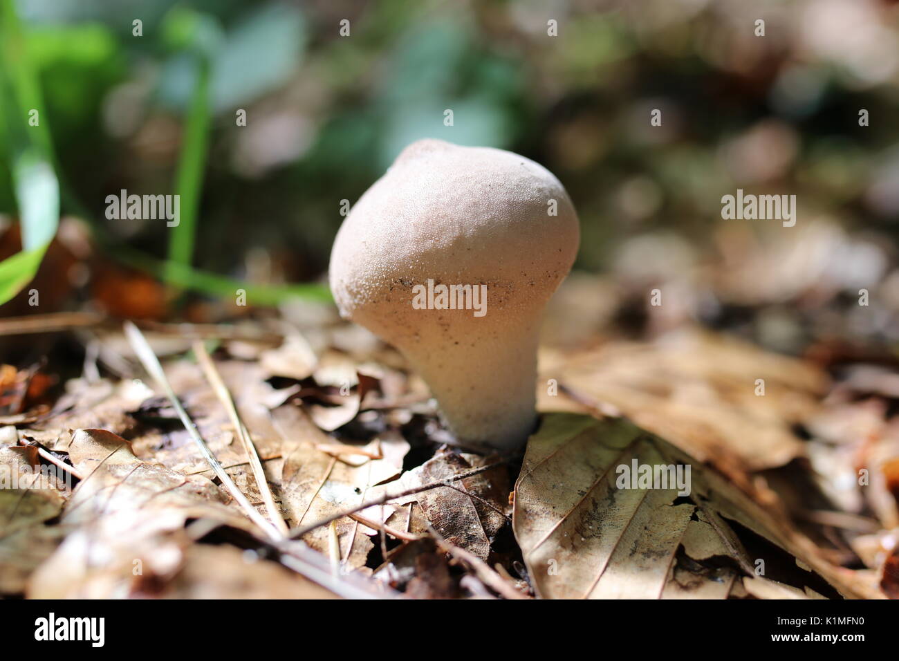 Puffball mushroom Stockfoto