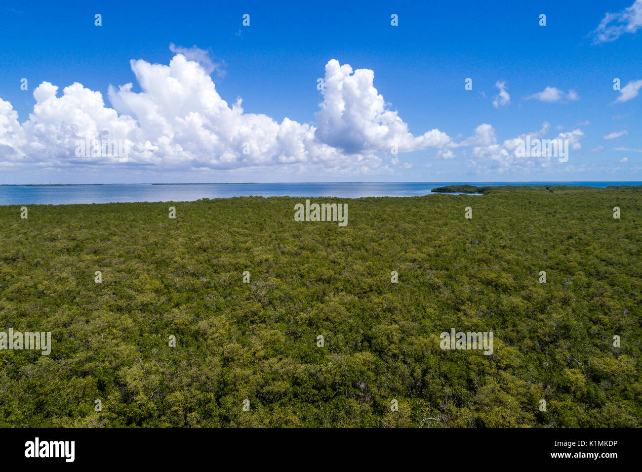 Florida, Florida Keys, Upper, Key Largo, Barnes Sound, Crocodile Lake National Wildlife Refuge, Bäume, Vogelperspektive oben, Besucher reisen Stockfoto