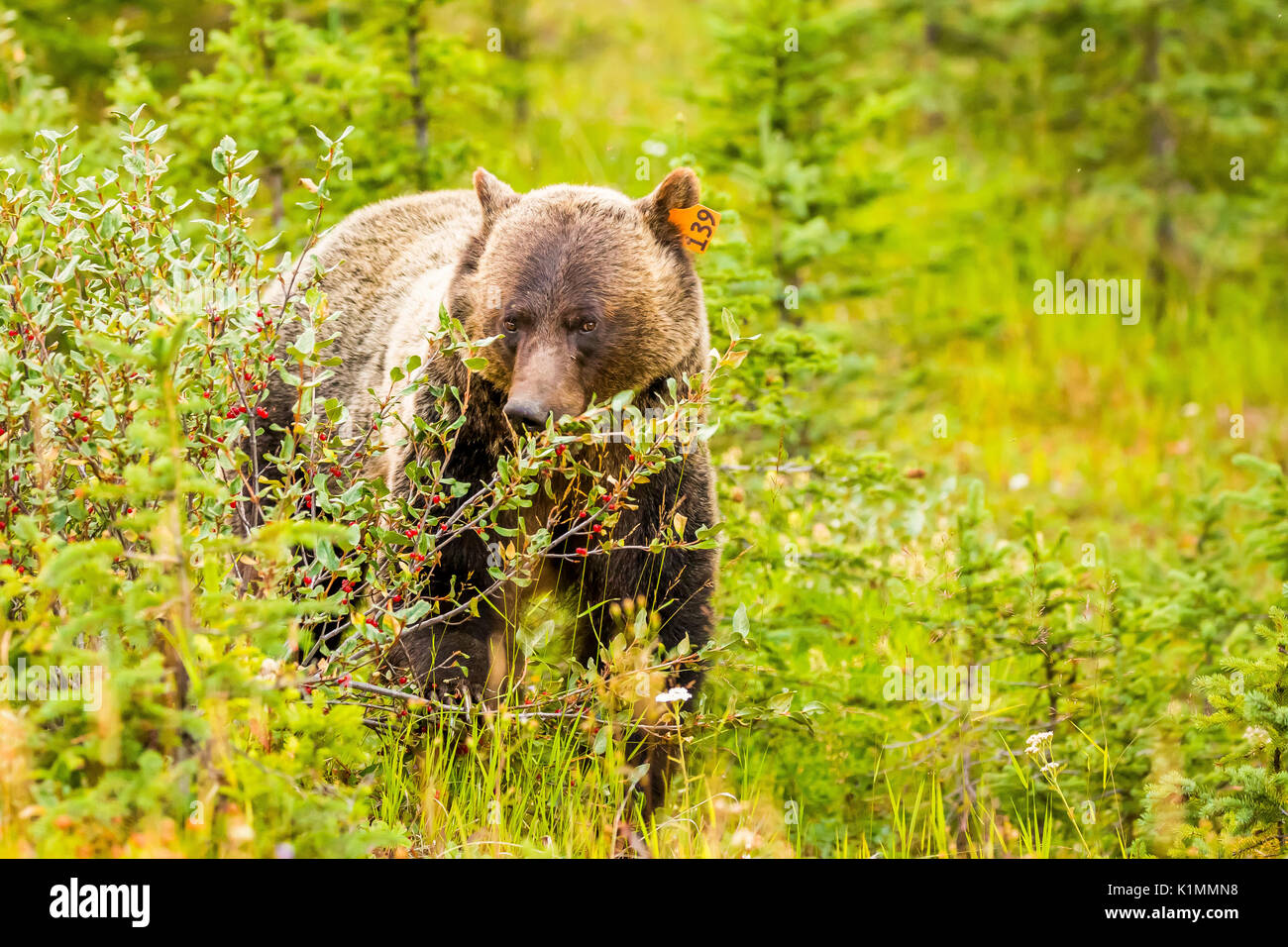 Ein Grizzly Bär Feeds auf reife Buffalo Beeren in Kananaskis Country, Alberta, Kanada. Stockfoto