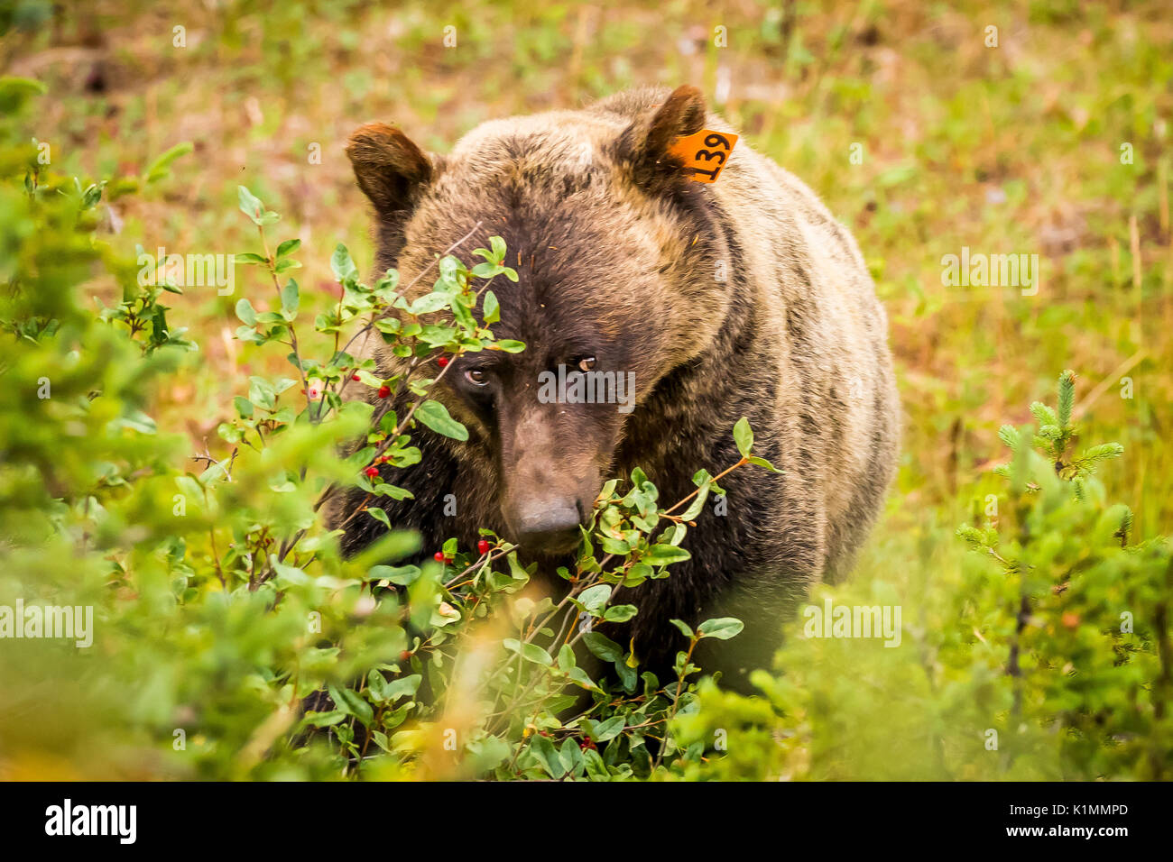 Ein Grizzly Bär Feeds auf reife Buffalo Beeren in Kananaskis Country, Alberta, Kanada. Stockfoto