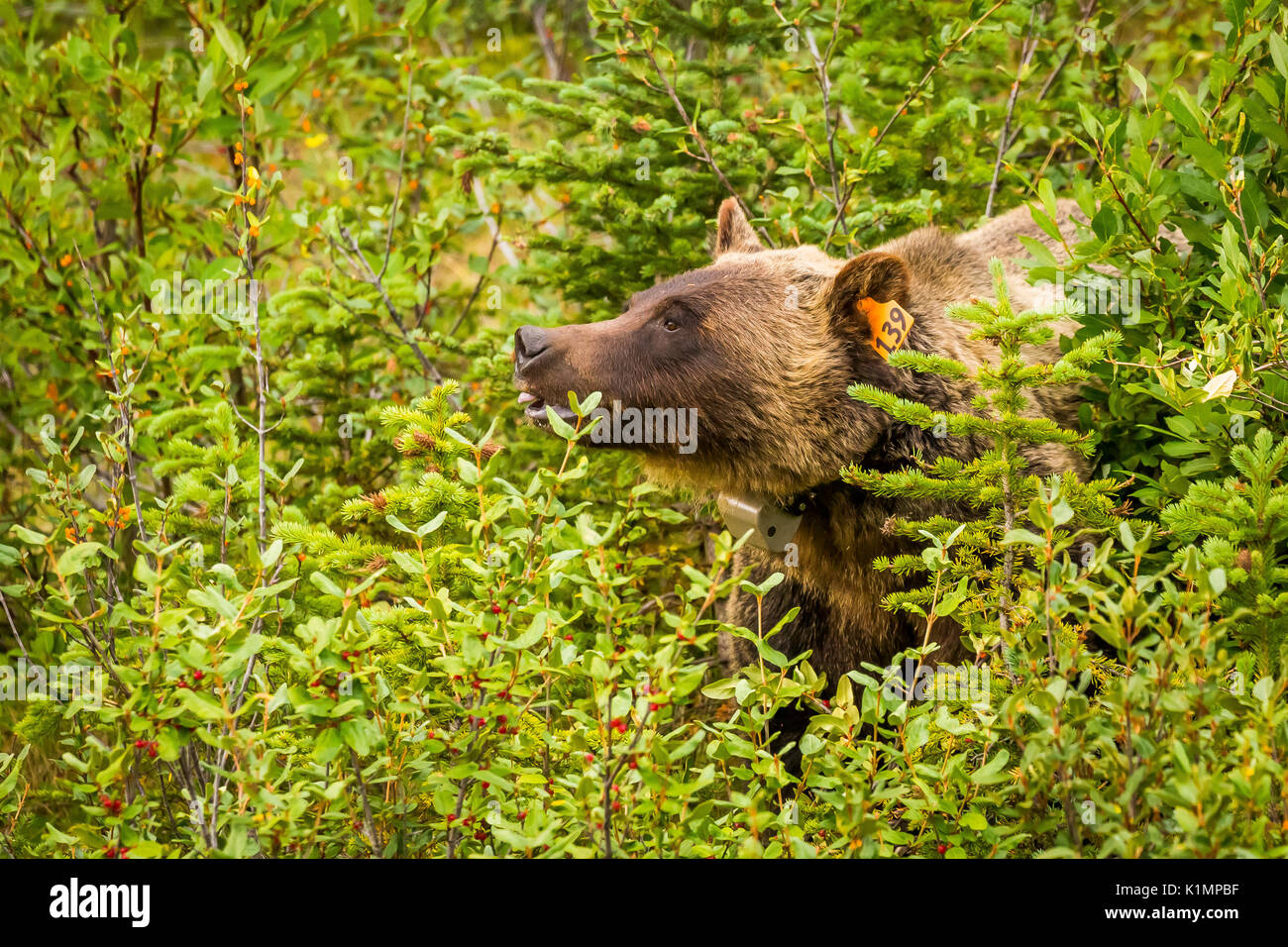 Ein Grizzly Bär Feeds auf reife Buffalo Beeren in Kananaskis Country, Alberta, Kanada. Stockfoto