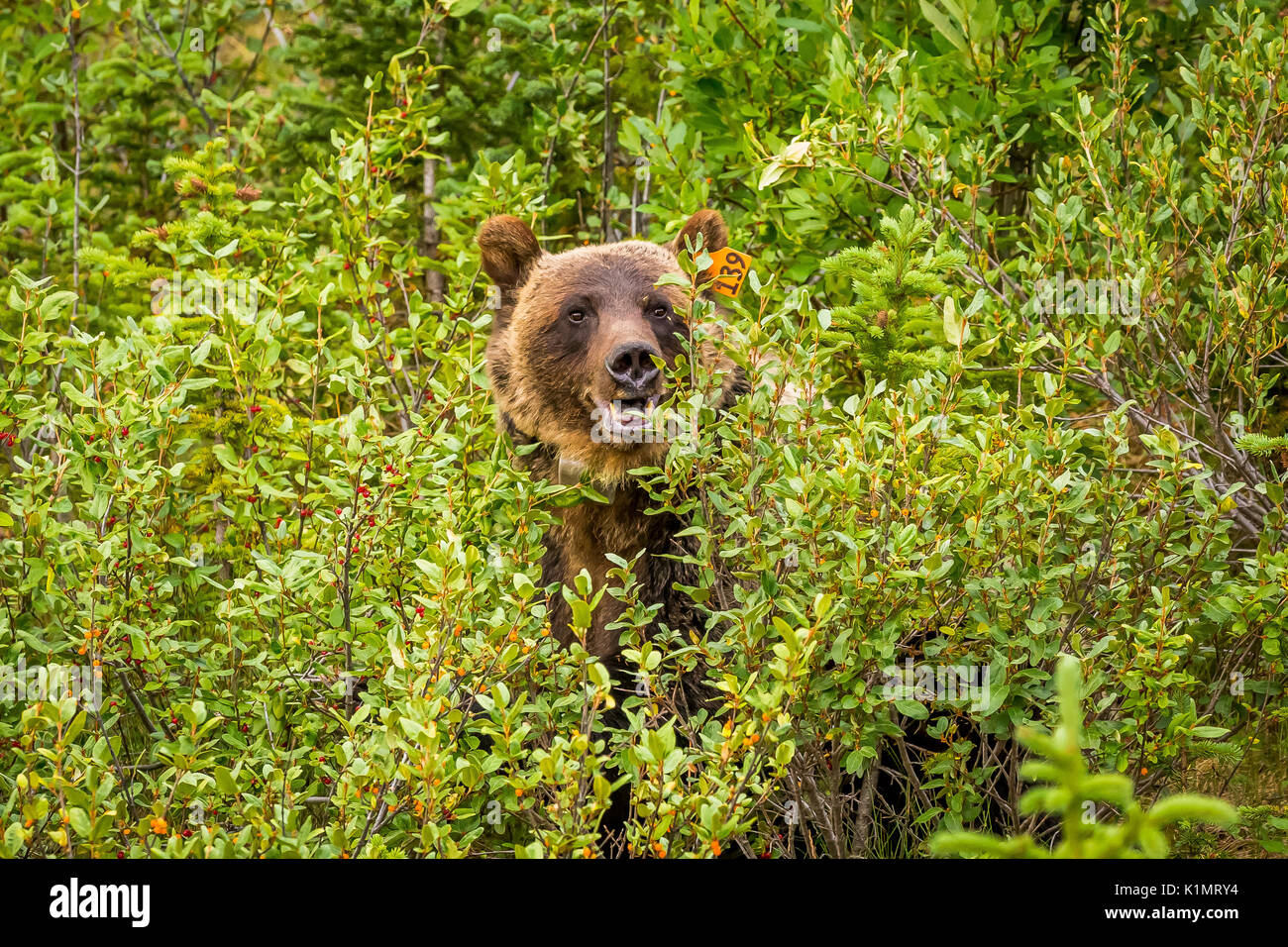 Ein Grizzly Bär Feeds auf reife Buffalo Beeren in Kananaskis Country, Alberta, Kanada. Stockfoto