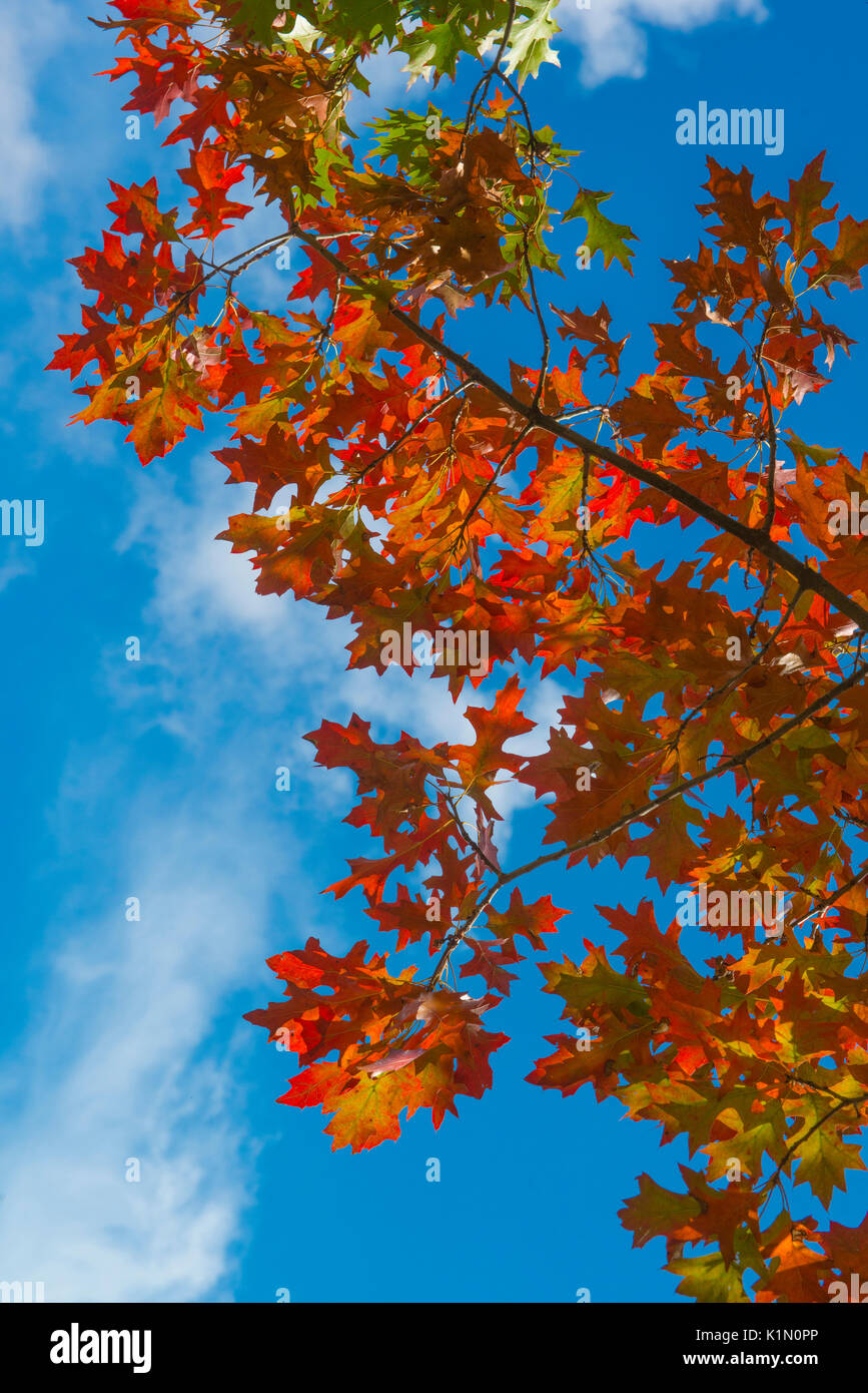 Herbst Farben in Orange Australien Stockfoto