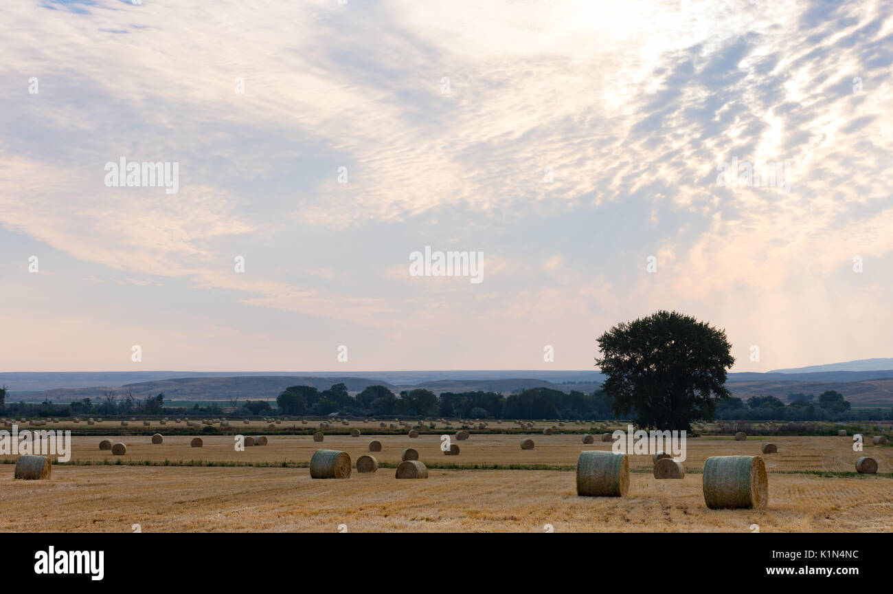 Weites Feld mit mehreren großen runden Strohballen im Vordergrund und Laubbäume und dunstige Berge im Hintergrund. Ein bewölkter Himmel bei Sonnenaufgang über Stockfoto