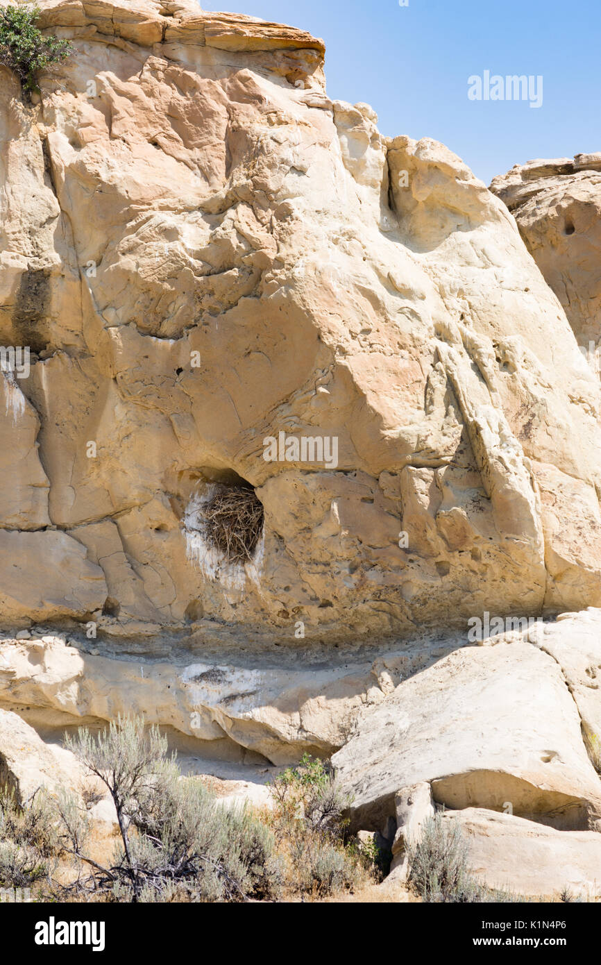 Ein großer Vogel Nest in einem Defekt in Sandstein und mit Zweigen und Ästen gefüllt. Blauen, wolkenlosen Himmel ist oben und Salbei Bürste im Vordergrund. Stockfoto