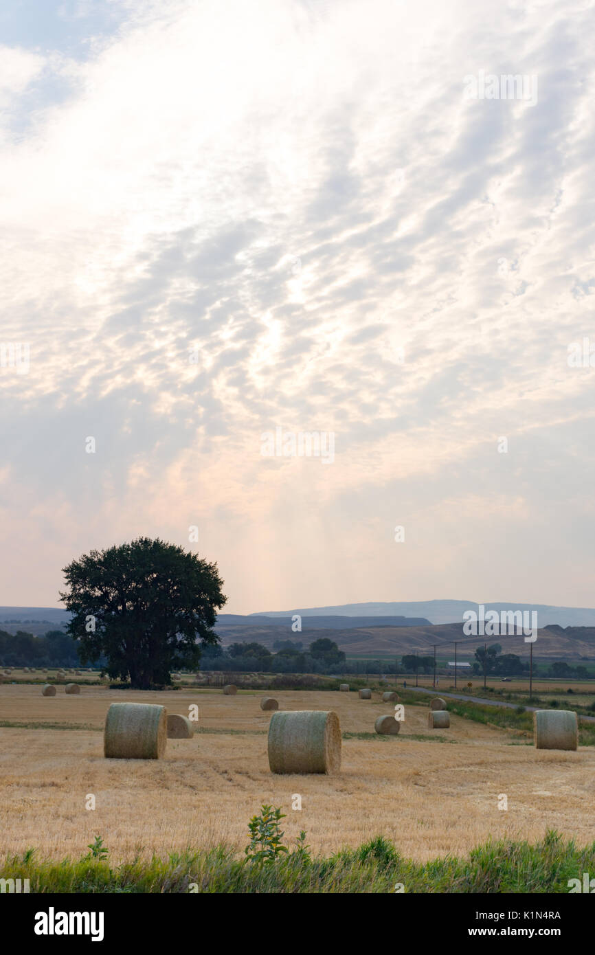 Weites Feld mit mehreren großen runden Strohballen im Vordergrund und Laubbäume und dunstige Berge im Hintergrund. Ein bewölkter Himmel bei Sonnenaufgang ist oben. Stockfoto