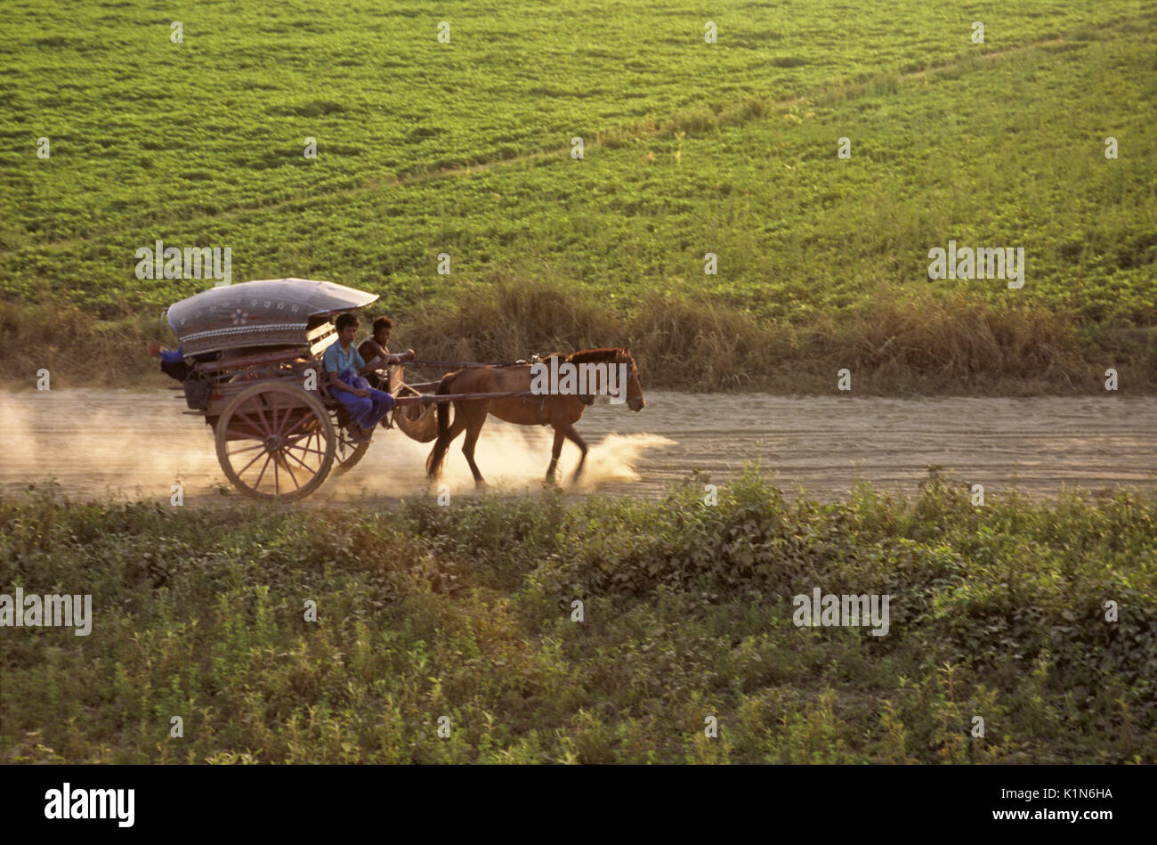Pony Warenkorb auf staubigen Straßen inmitten landwirtschaftliche Felder, Amarapura, Mandalay, Burma (Myanmar) Stockfoto