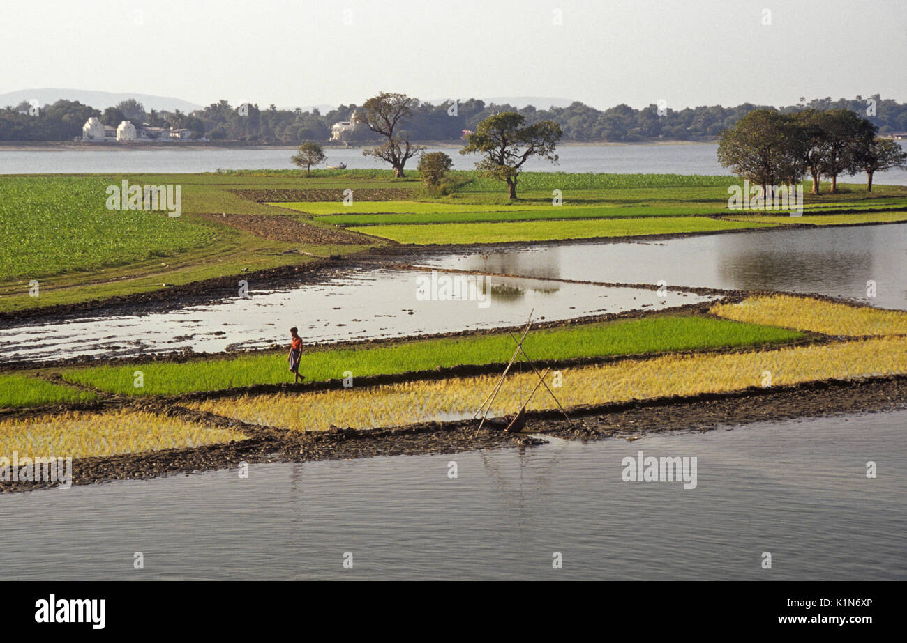 Reisfelder und Feldern am Taungthaman See, Amarapura, Mandalay, Burma (Myanmar) Stockfoto